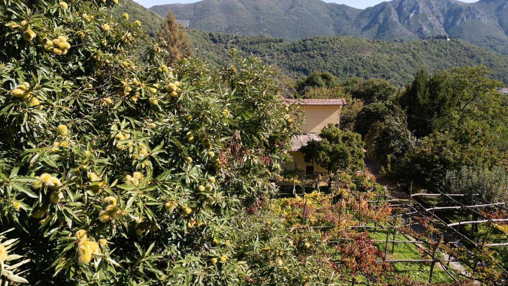 Casa Giordano Villa Tramonti Exterior photo